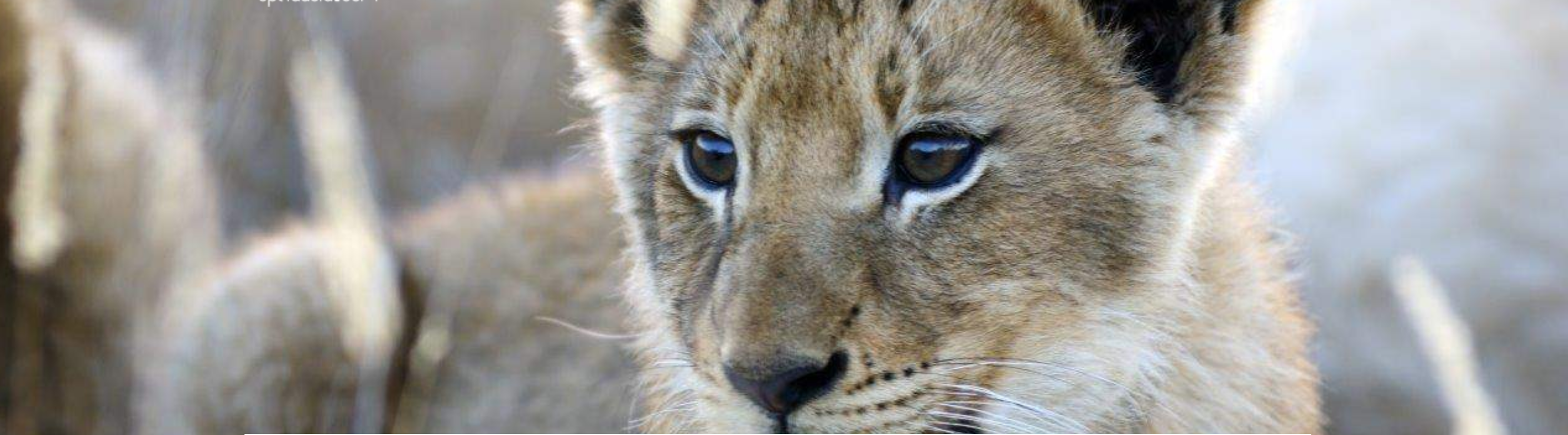 África do Sul nas Férias de Julho